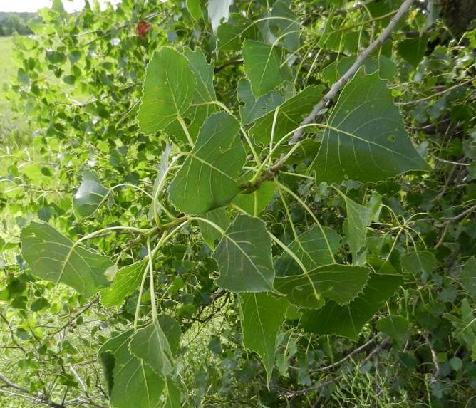 Photo of Plains Cottonwood (Populus deltoides subsp. monilifera) uploaded by KentPfeiffer