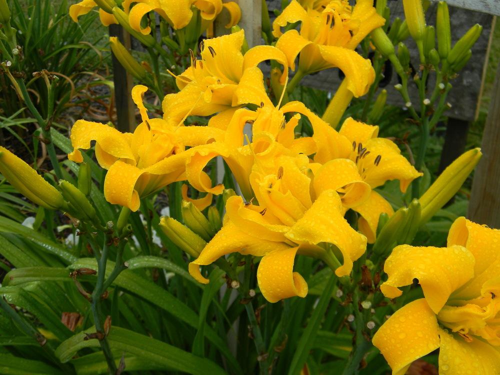 Photo of Daylily (Hemerocallis 'Every Which Way and Loose') uploaded by Lilydaydreamer