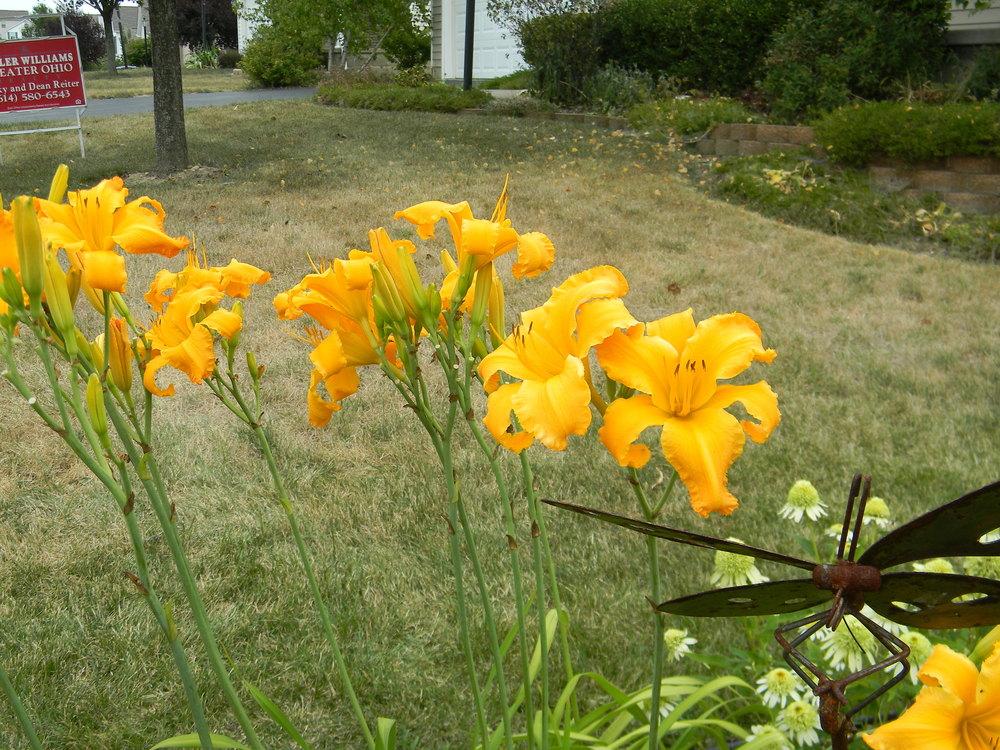 Photo of Daylily (Hemerocallis 'Up Against the Sun') uploaded by Lilydaydreamer