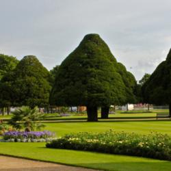 Location: Hampton Court Palace!
Date: 2012-07-18
very old shaped yews on guard at Hampton Court.