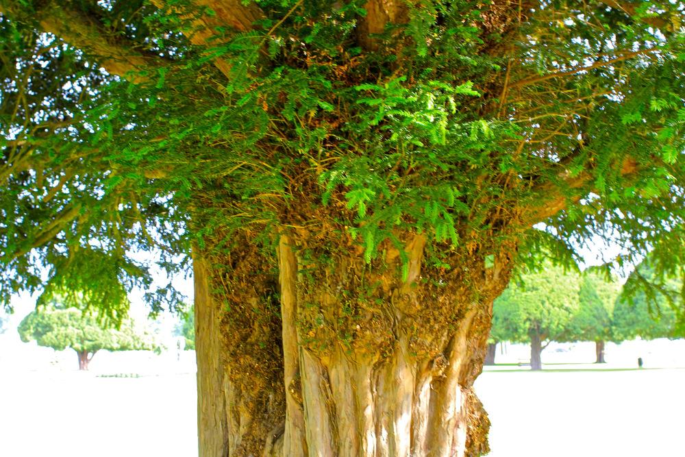 Photo of Common Yew (Taxus baccata) uploaded by NEILMUIR1