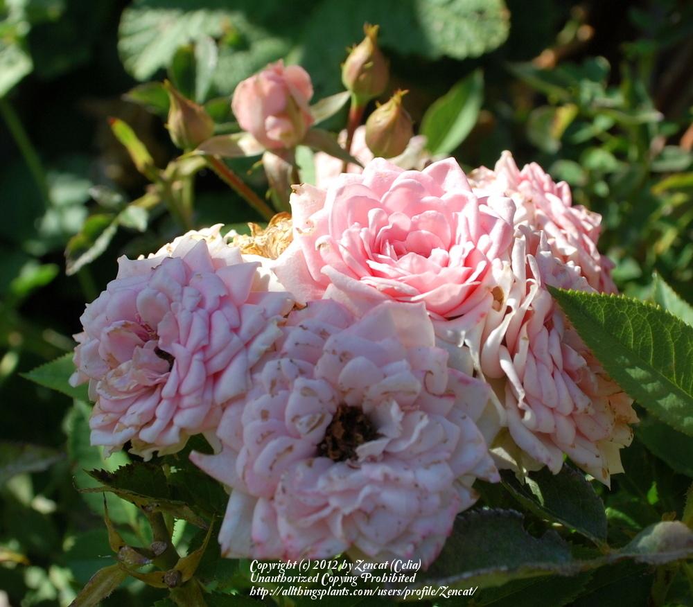 Photo of Rose (Rosa 'Barby Kordana') uploaded by Zencat