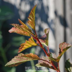 Location: West Valley City, UT
Date: 2012-07-17
New growth. Stems are red and darken as they age.