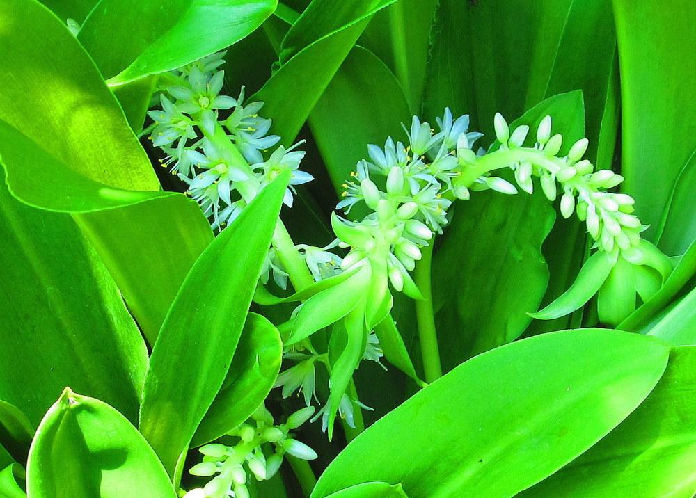 Photo of Pineapple Lily (Eucomis autumnalis) uploaded by jmorth