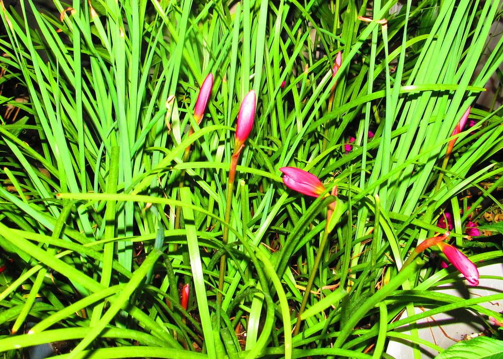 Photo of Zephyr Lily (Zephyranthes rosea) uploaded by jmorth