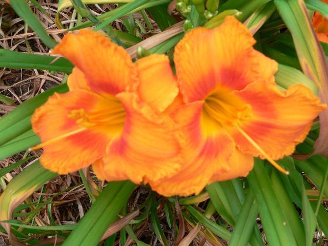 Photo of Daylily (Hemerocallis 'Orange Forever') uploaded by vic