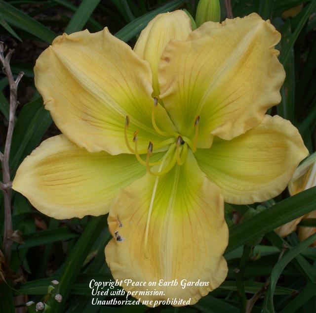 Photo of Daylily (Hemerocallis 'Aaron's Dinner Plate') uploaded by vic