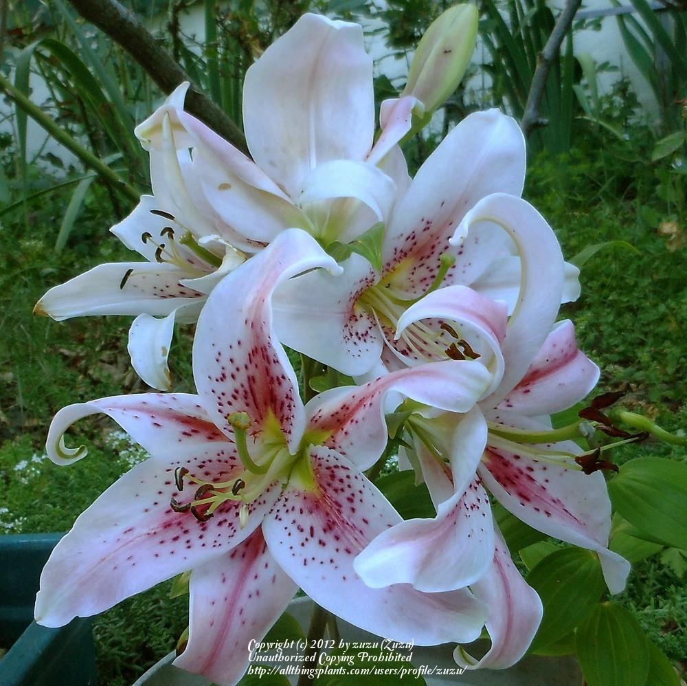 Photo of Lilies (Lilium) uploaded by zuzu