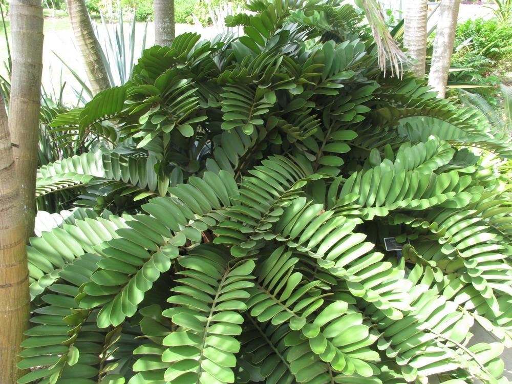 Photo of Cardboard Palm (Zamia furfuracea) uploaded by Dutchlady1