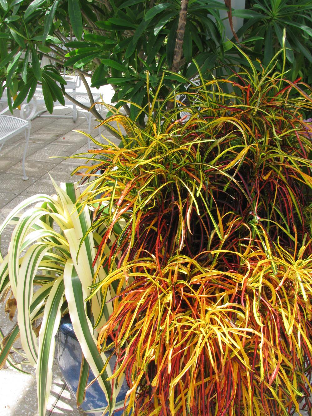 photo of the entire plant of croton (codiaeum variegatum