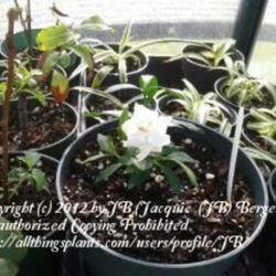 Location: JBsPlants at Roblyn Farm, New Jersey
Date: June 2012
Young Gardenia Jasminoides'Radicans'