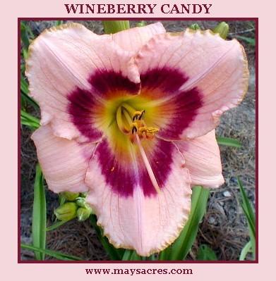 Photo of Daylily (Hemerocallis 'Wineberry Candy') uploaded by Joy