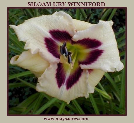 Photo of Daylily (Hemerocallis 'Siloam Ury Winniford') uploaded by Joy
