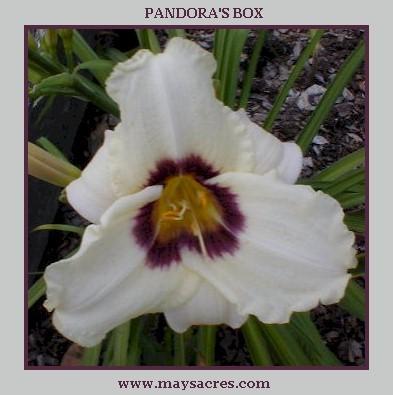 Photo of Daylily (Hemerocallis 'Pandora's Box') uploaded by Joy