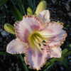 Photo Courtesy of May's Acres Daylilies. Used with Permission.