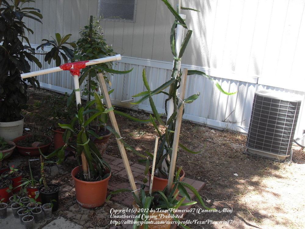 Photo of Dragonfruit (Selenicereus monacanthus) uploaded by TexasPlumeria87