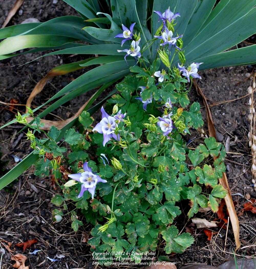 Photo of Columbine (Aquilegia coerulea Origami™ Blue & White) uploaded by Zencat