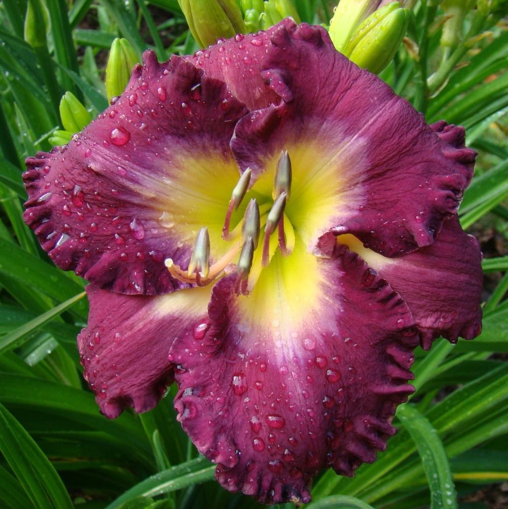 Photo of Daylily (Hemerocallis 'Glory to His Name') uploaded by nh4me