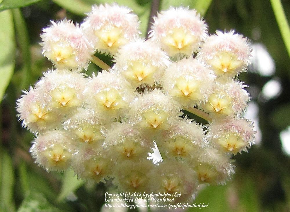 Photo of Wax Plant (Hoya lacunosa) uploaded by plantladylin