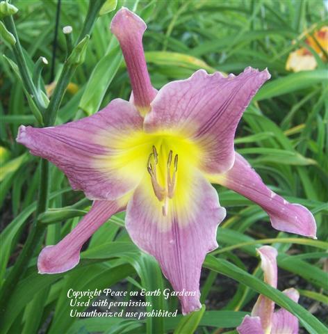Photo of Daylily (Hemerocallis 'Astral Voyager') uploaded by vic