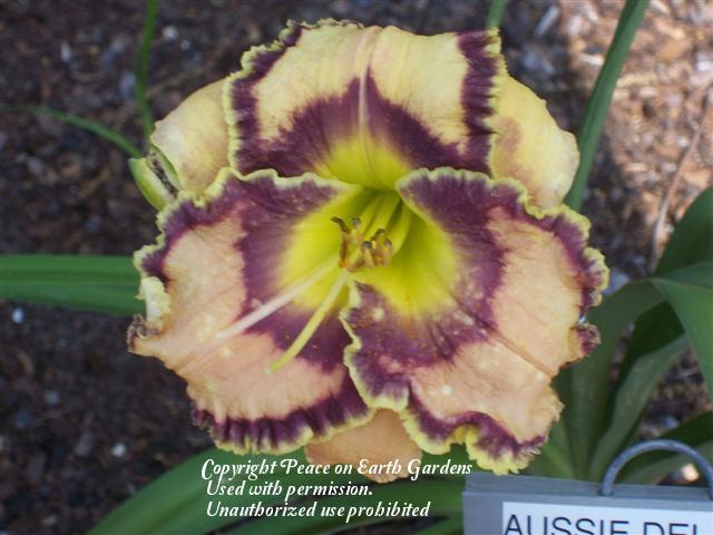 Photo of Daylily (Hemerocallis 'Aussie Delight') uploaded by vic