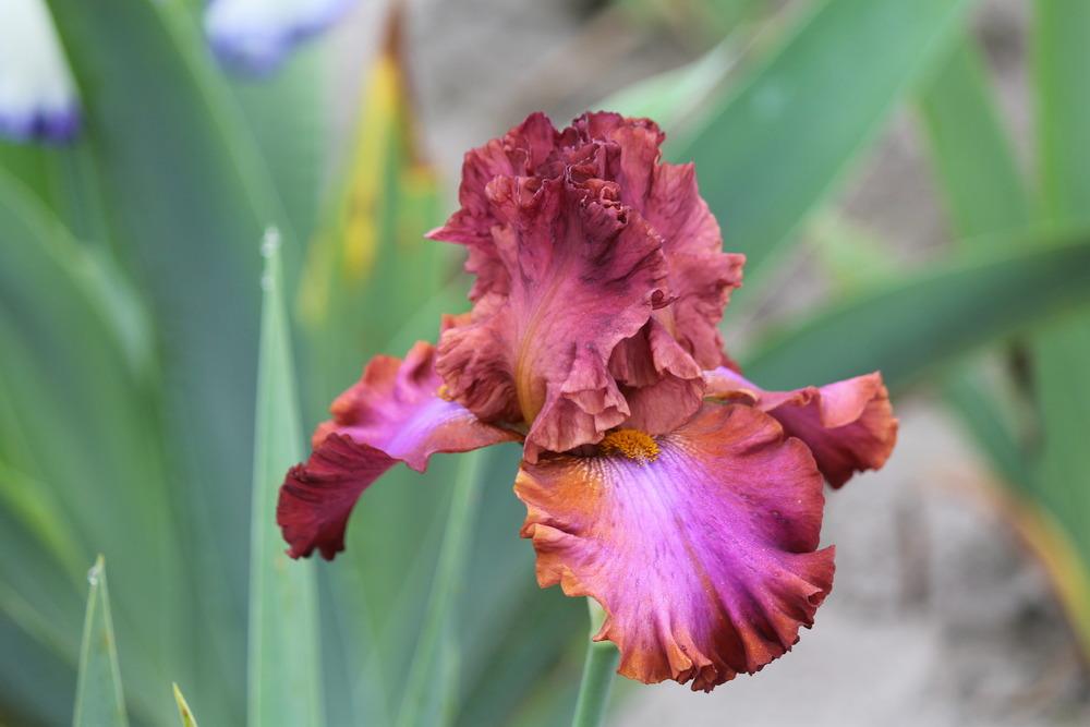 Photo of Tall Bearded Iris (Iris 'Mad World') uploaded by ARUBA1334
