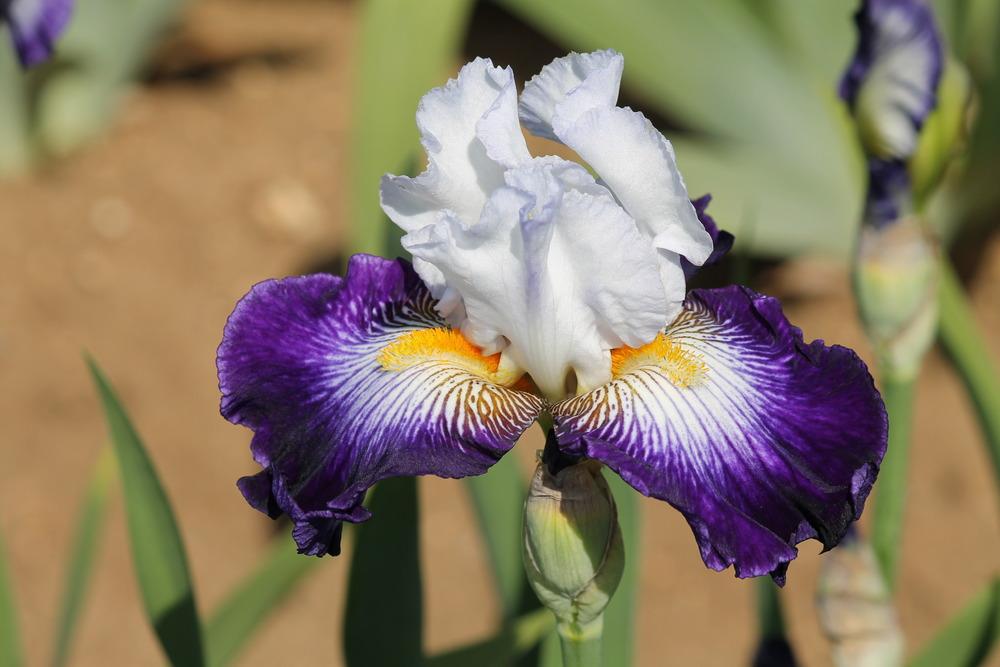 Photo of Tall Bearded Iris (Iris 'Flash of Light') uploaded by ARUBA1334