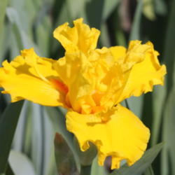 Location: Napa Iris gardens
Date: 2012-04-27