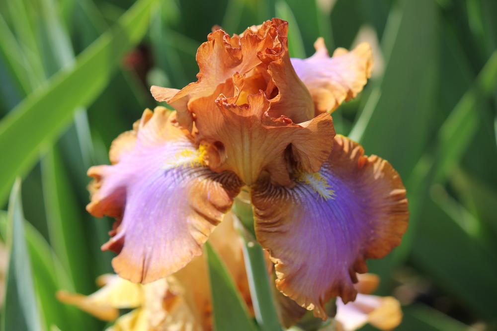 Photo of Tall Bearded Iris (Iris 'Cruise to Autumn') uploaded by ARUBA1334