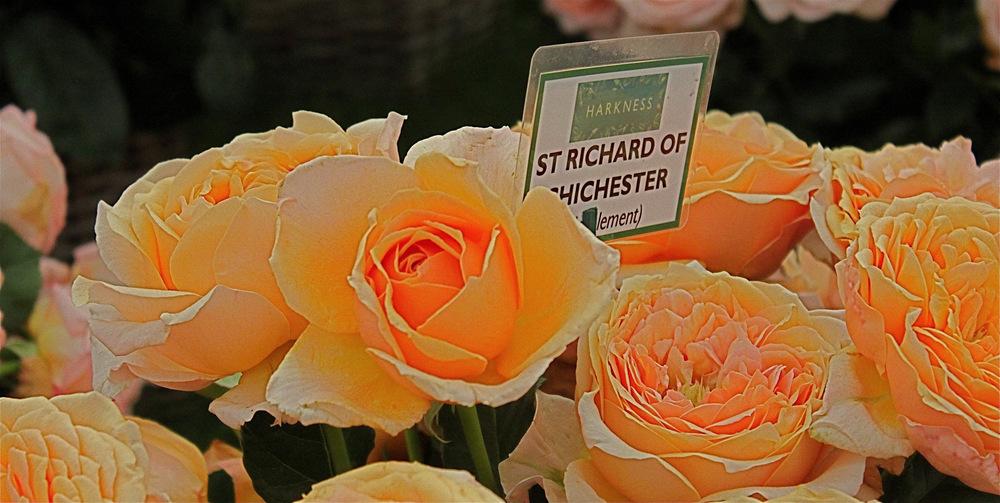 Photo of Rose (Rosa 'St Richard of Chichester') uploaded by NEILMUIR1
