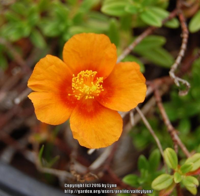 Photo of Rock Rose (Helianthemum nummularium 'Ben Nevis') uploaded by valleylynn