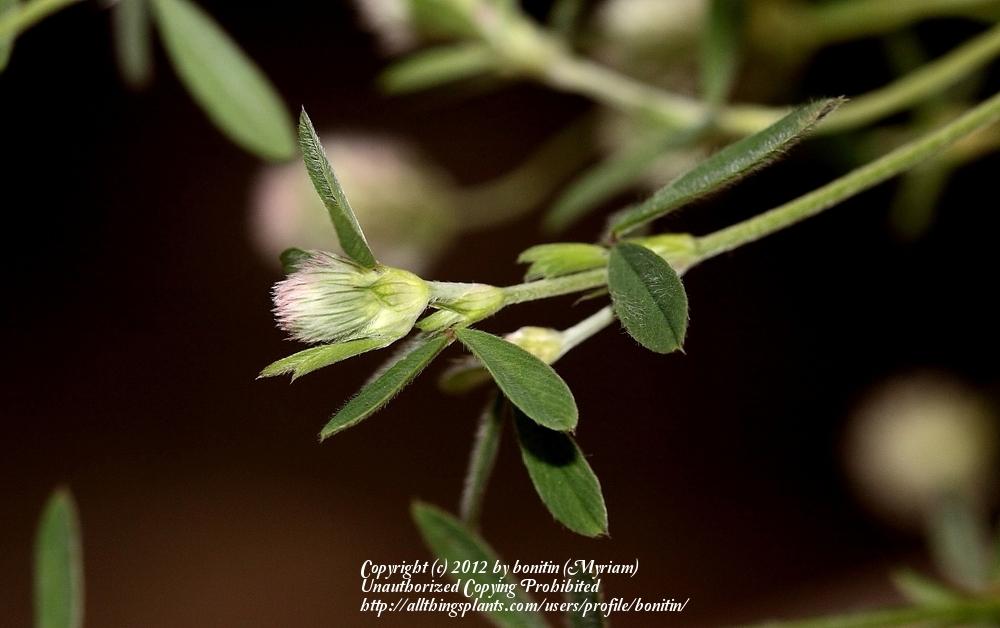 Photo of Rabbitfoot Clover (Trifolium arvense) uploaded by bonitin