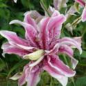 A Tutorial on Growing Lilies