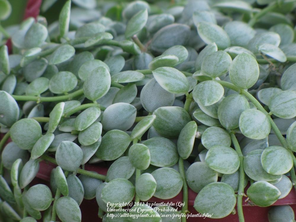 Photo of String of Nickels (Dischidia nummularia) uploaded by plantladylin