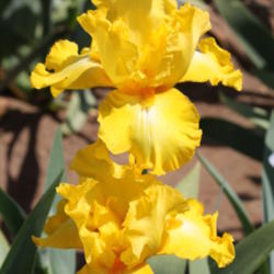 Location: Superstitions Garden In California
Date: 2012-04-30