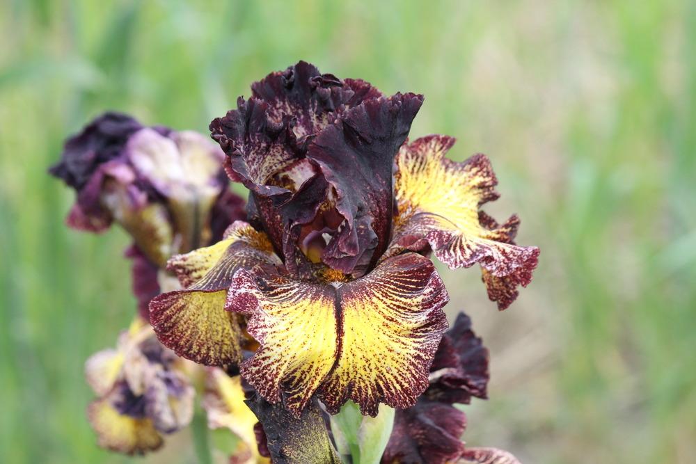 Photo of Tall Bearded Iris (Iris 'Sorbonne') uploaded by ARUBA1334
