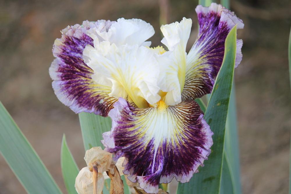 Photo of Tall Bearded Iris (Iris 'Cold Fusion') uploaded by ARUBA1334