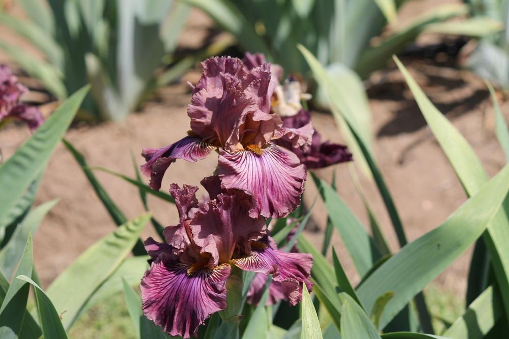 Photo of Tall Bearded Iris (Iris 'Dragon King') uploaded by ARUBA1334