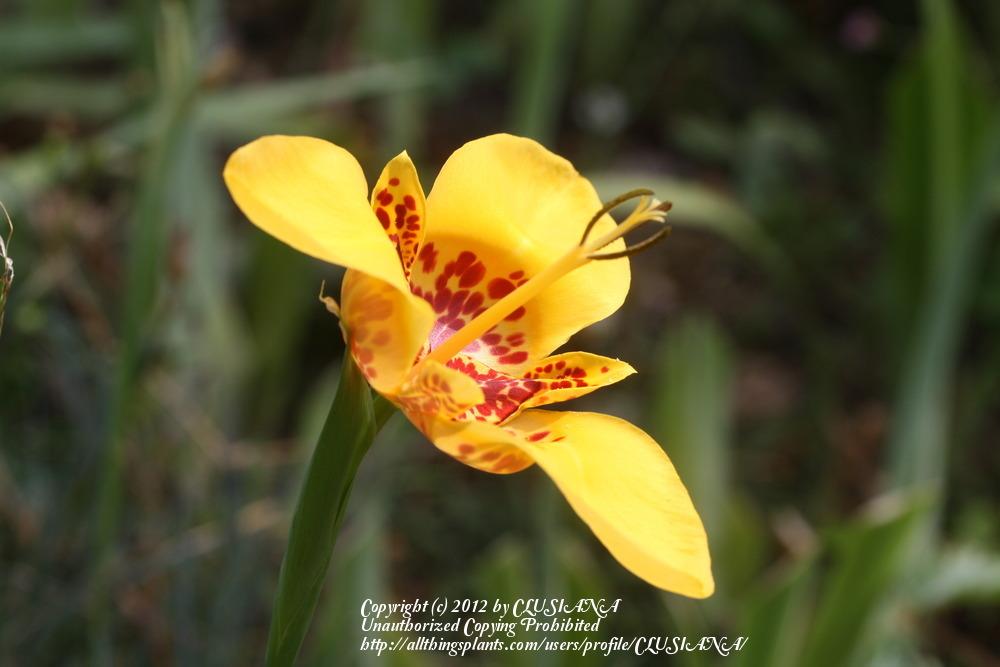 Photo of Mexican Shell Flower (Tigridia pavonia) uploaded by CLUSIANA