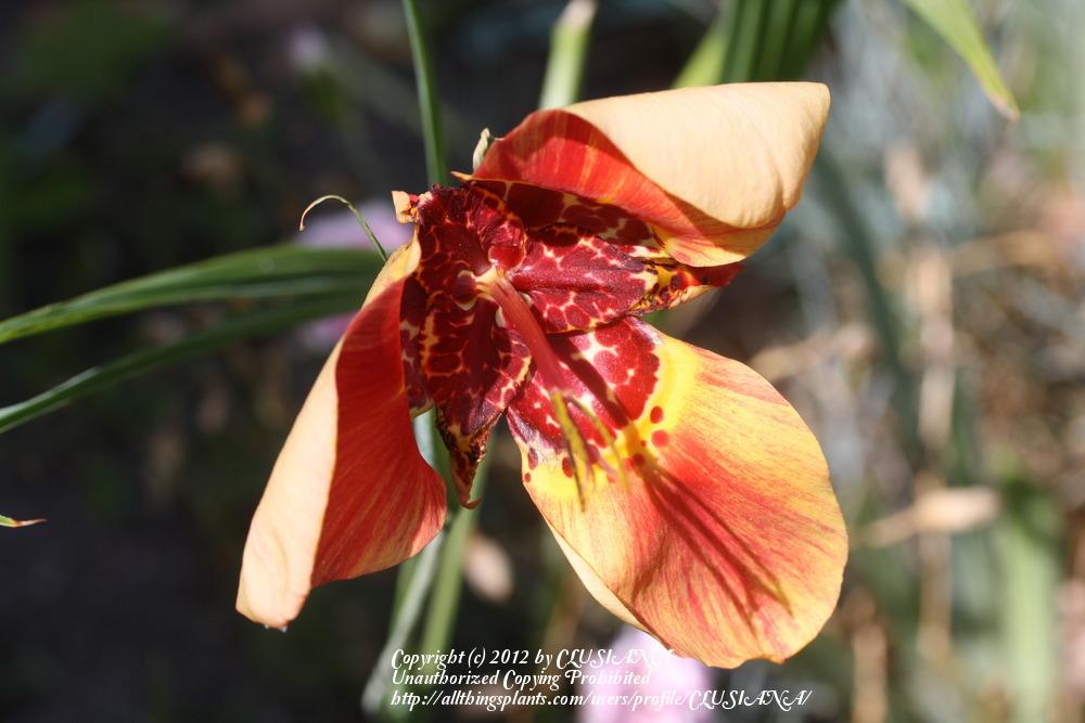 Photo of Mexican Shell Flower (Tigridia pavonia) uploaded by CLUSIANA