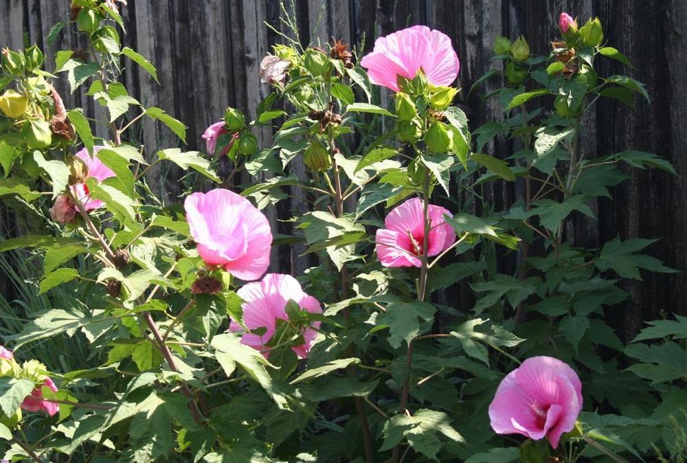 Photo of Hybrid Hardy Hibiscus (Hibiscus 'Pink Clouds') uploaded by KentPfeiffer