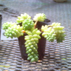 
Date: 2012-07-12
A small sedum i picked up from garden center.