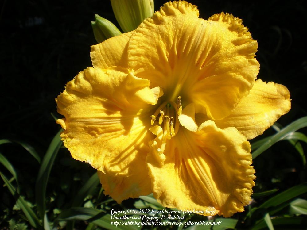 Photo of Daylily (Hemerocallis 'Song of the Empire') uploaded by rebloomnut