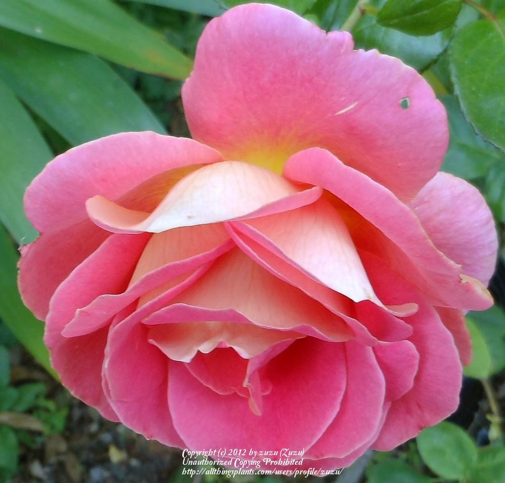 Photo of Rose (Rosa 'Shazam!') uploaded by zuzu