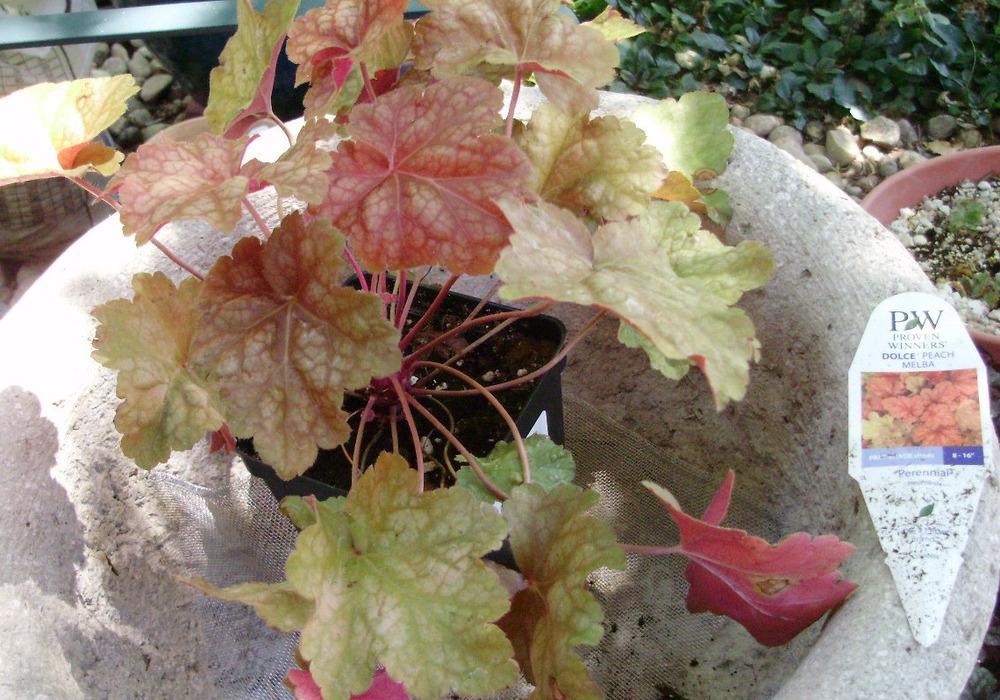 Photo of Coral Bells (Heuchera Dolce® Peach Melba) uploaded by CDsSister