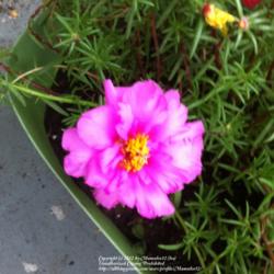 Location: South Florida
Date: 2012-07-23
Pretty double flower portulaca in pink.