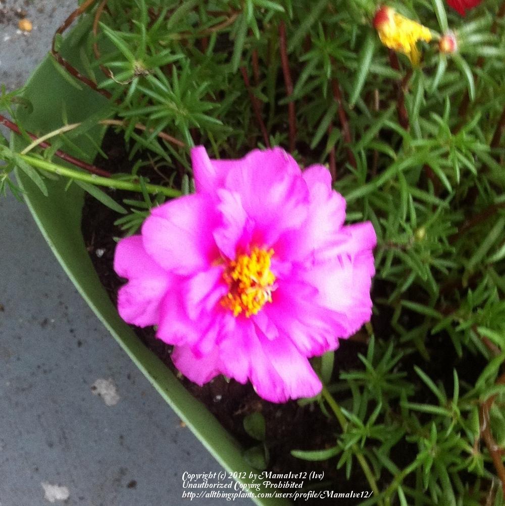 Photo of Moss Rose (Portulaca grandiflora) uploaded by MamaIve12