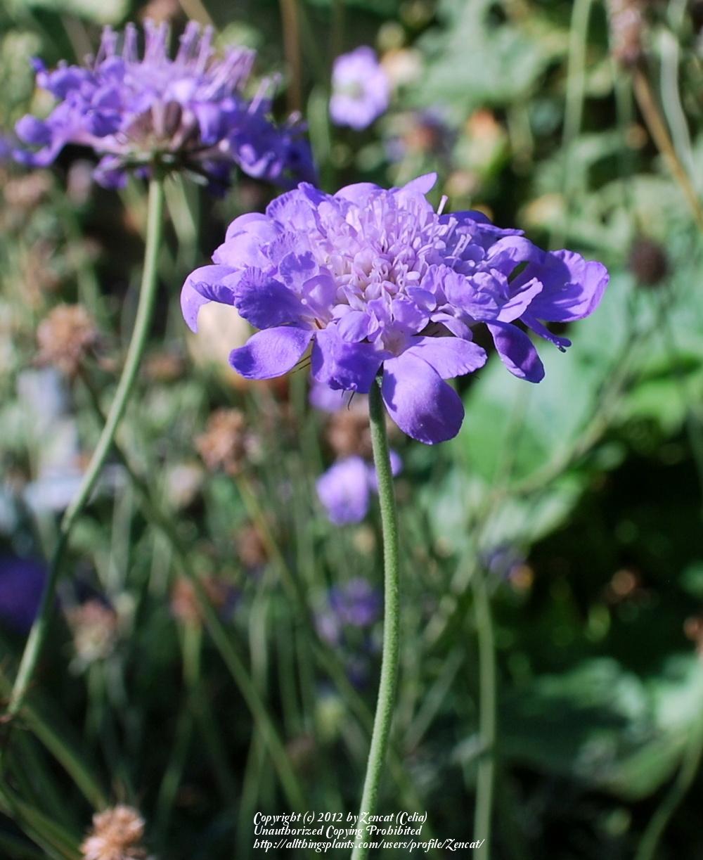 Photo of Pincushion Flower (Scabiosa) uploaded by Zencat