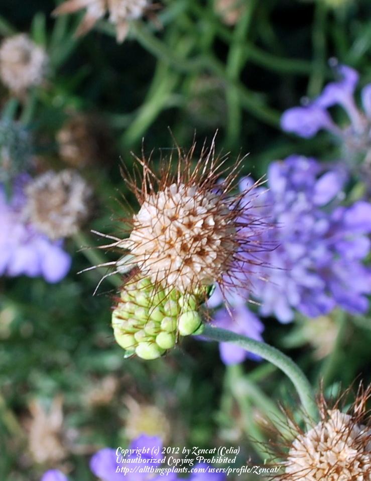 Photo of Pincushion Flower (Scabiosa) uploaded by Zencat