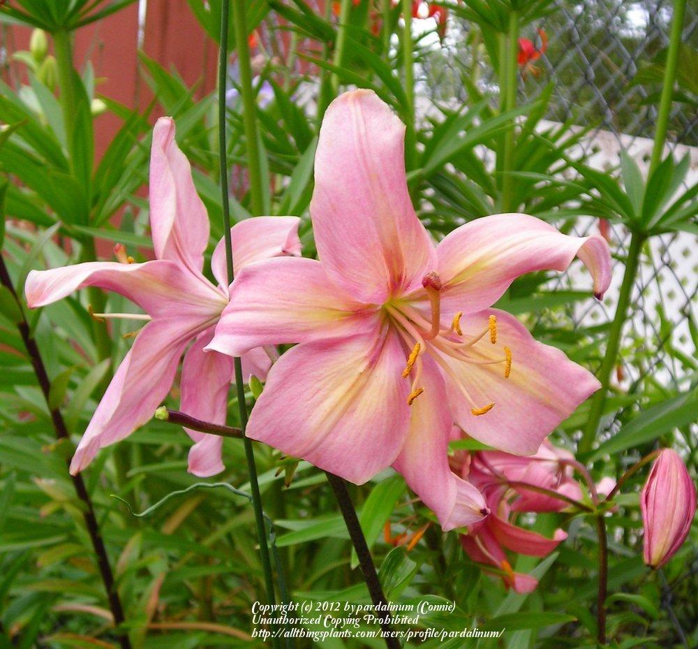 Photo of Lily (Lilium 'Alexly') uploaded by pardalinum